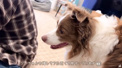 優しい眼差しのリーリエちゃん