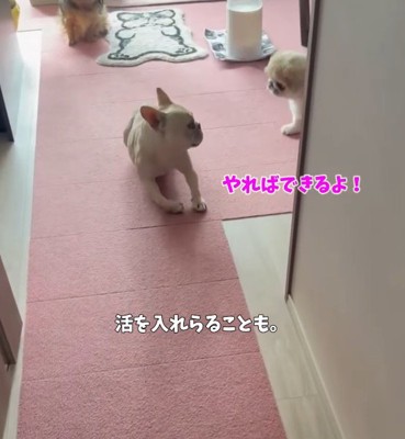 フレンチブルドッグのそばを走る長毛犬