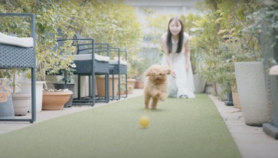 飼い主と屋外でボール遊びをするトイプー