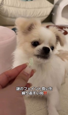 歯磨きガムを怖がるぽっぷくん4