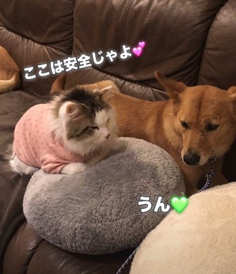 家が落ち着く場所になってきた