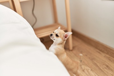 高い場所にのぼろうとするチワワ