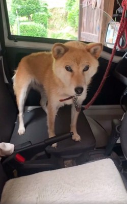 意気消沈したコロくん