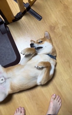 ヘソ天のじろうくん