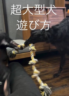 遊ぶときもダイナミック