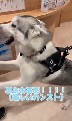 お姉さんが好きすぎるロゼくん4