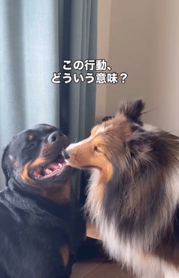 仲良しな2匹の大型犬