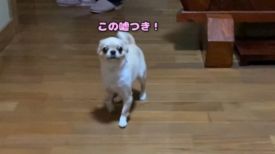 帰宅後、不満をあらわに!