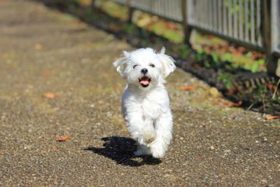 元気に走る犬