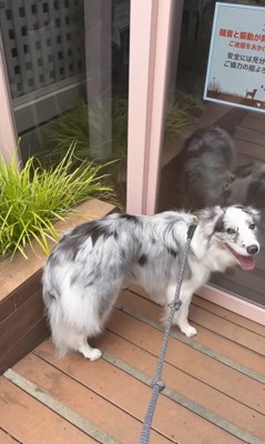 お店に案内してくれるルークくん7