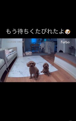 ラニちゃんとラナちゃんのお留守番7