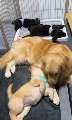 たのちゃんと赤ちゃん犬6