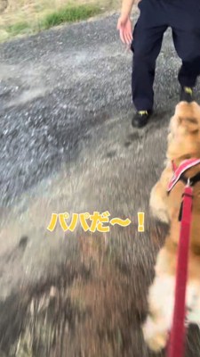 パパに駆け寄る犬