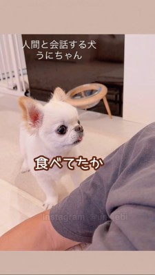 ぽかーんとする犬