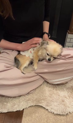 こはくちゃんとお姉ちゃんの再会8