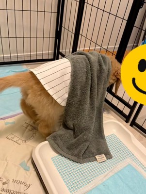 タオルを引きずるかんくろう君