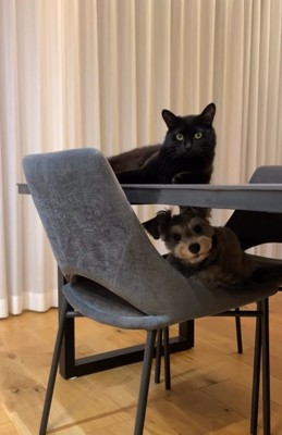 猫と遊ぶ小型犬