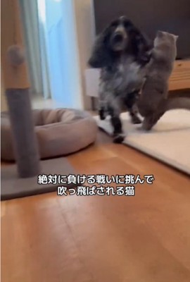 飛ばされる猫