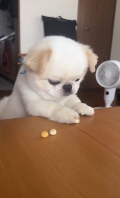 ボーロを食べたいワンコ2