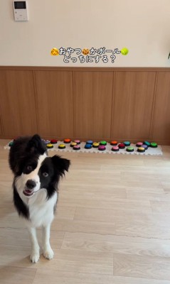 サンゴくんの言葉の理解度を検証2