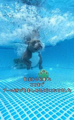 水中に潜る中型犬