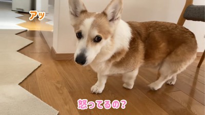 テーブル下にいる犬