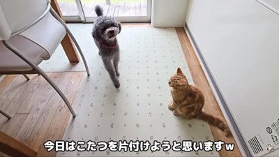飼い主さんを見るきゅうちゃん