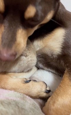 ウサギの頭を甘噛みする犬