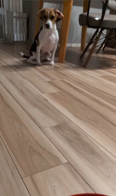 ペルルちゃんの「待て」