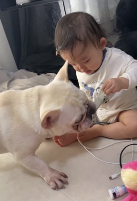 おもちゃの引っ張りっこ