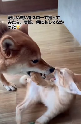 甘噛みする柴犬