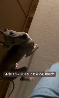 飼い主さんについて歩くプットくん8