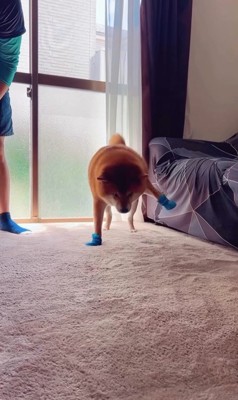 靴を履いたサブローくん5