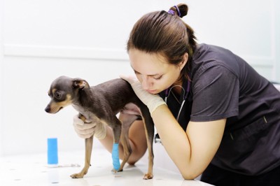 獣医師の診察を受ける犬