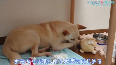 初めてのおもちゃに大興奮！