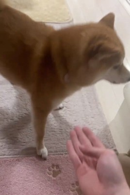 手を避けるこまりちゃん