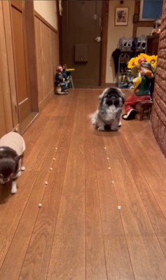 モブくんVSブフくんのオヤツ早食い競争8