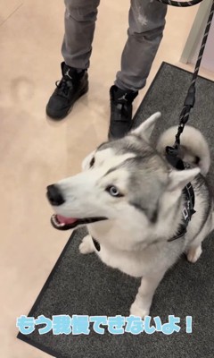 お姉さんが好きすぎるロゼくん6