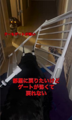 ゲートを破壊したリンツちゃん6