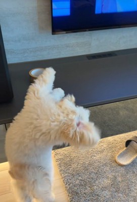 ガムテープを取りたいぬい君3