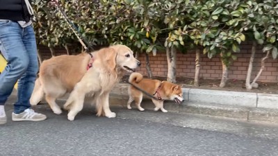 お散歩が終わると…