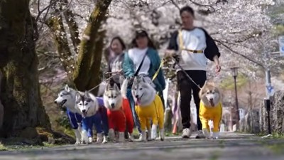散歩するハスキーズ