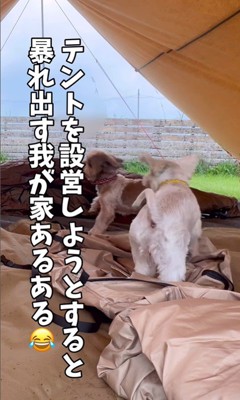 キャンプ中のむぎちゃん＆はなちゃん2