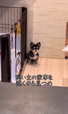ここまるちゃんの寂しい時の行動2