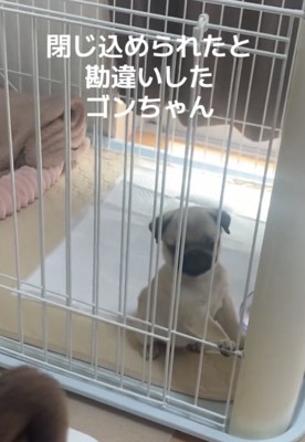 ケージの前に座る犬