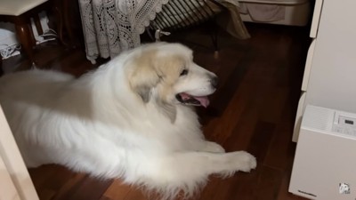 伏せているアランくん