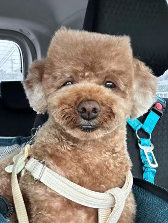 角刈り感はさらに倍増