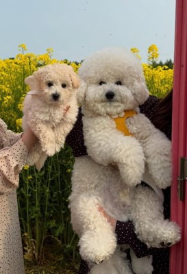 ぷりんくん&ぽむくん3