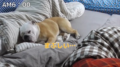 横になる犬