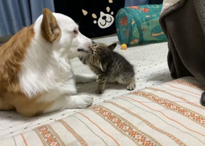 コーギーの口を噛む子猫
